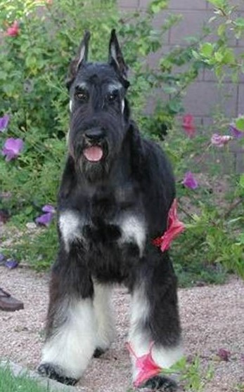 About breeds of dogs. - Dog, Dog breeds, Giant schnauzer, Standard Schnauzer, Schnauzers, Video, Longpost