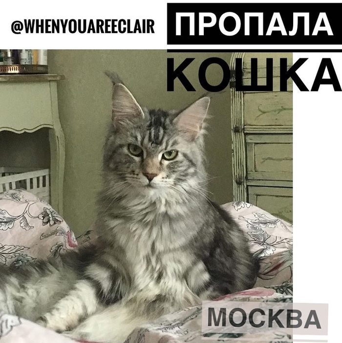 Lost cat, silver, Maine Coon. Moscow, Voikovskaya - Moscow, cat, Maine Coon, Voikovskaya, Koptevo, Falcon, Help, No rating, Helping animals
