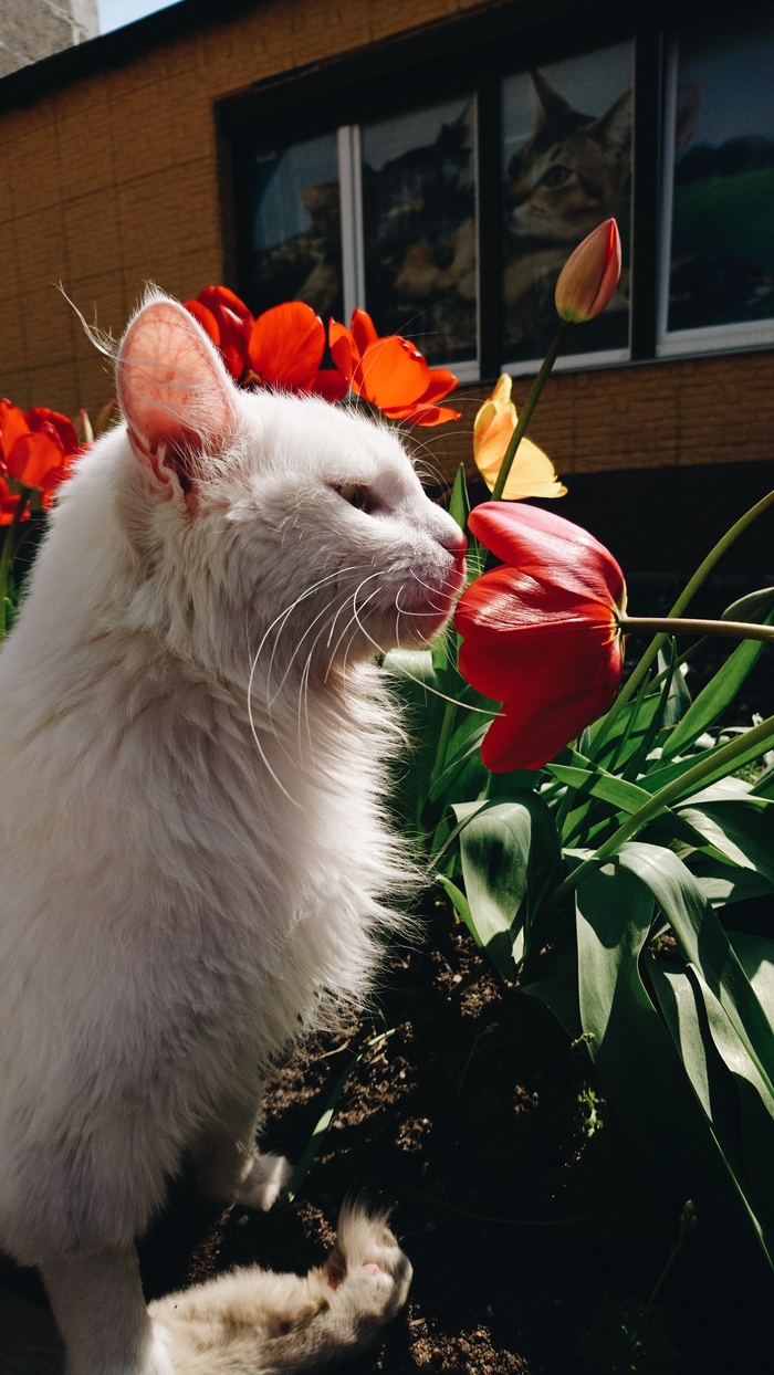 Walking a cat. - My, cat, cat house, Longpost, Animal shelter, In good hands