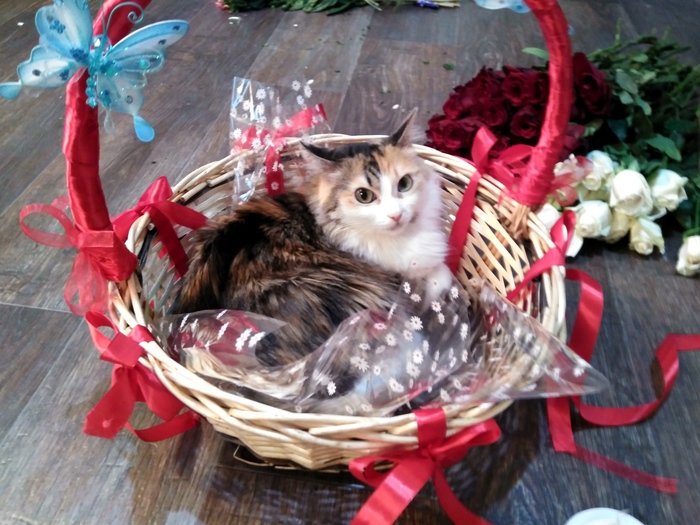 Yes - My, cat, Anabiosis, Carelessness, Basket