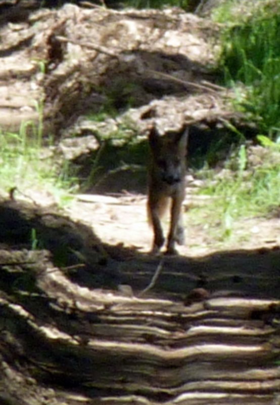 Forest meeting. - My, Photo hunting, Wild animals, Fox, Mining, Lucky shot, Longpost, Lucky moment