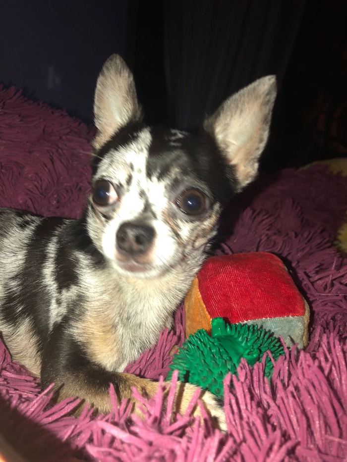 Chihuahua is going through - My, Pension, Chihuahua, Russia, Sadness, Dog, Disappointment, Actual, Longpost