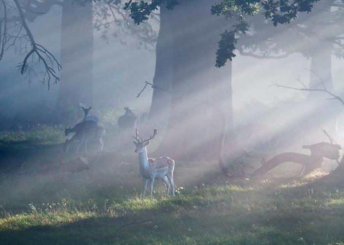 Бэмби, лесной олень...