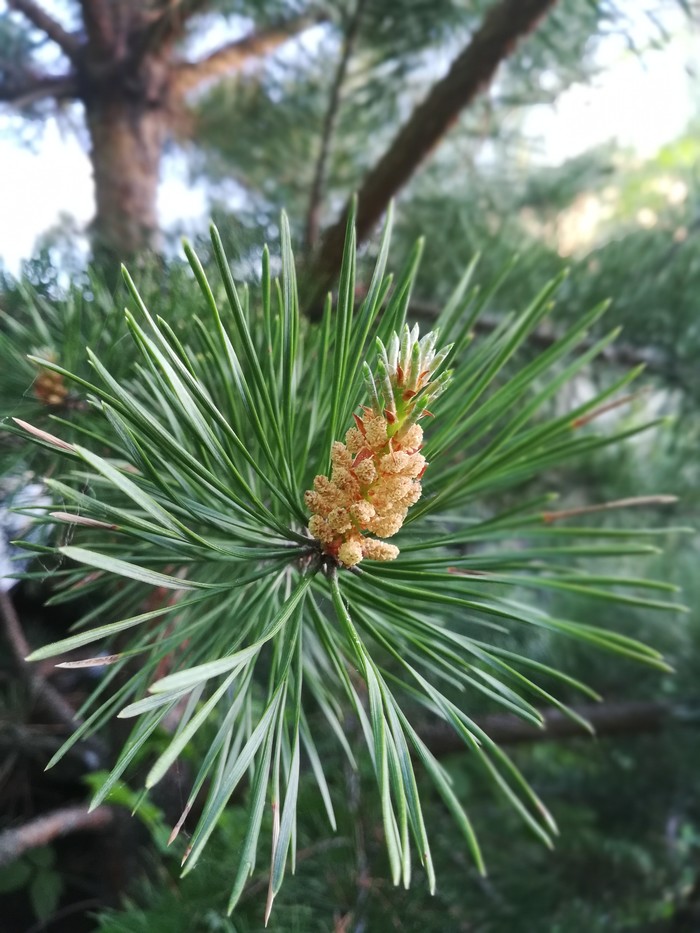 twig germ - My, , Conifers, Pine, The photo
