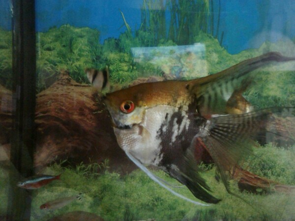 Scalars in good hands))) - My, Angelfish, I will give, Aquarium fish, Aquarium, In good hands, No rating