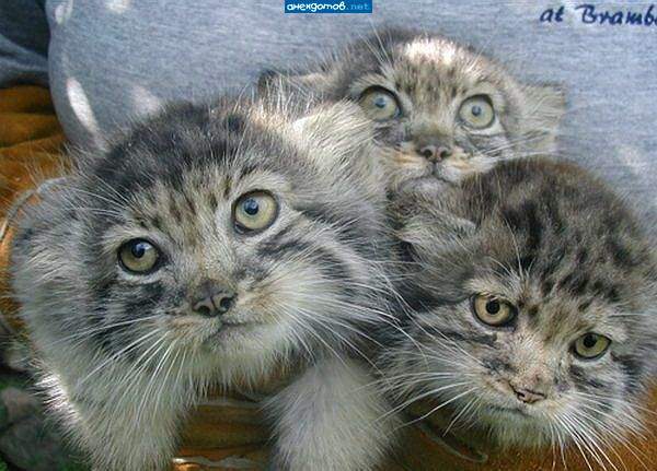 Optimist, Realist and Pessimist - Kittens, From the network, cat, The photo, Pallas' cat