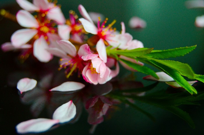 sprig of barberry - My, Nature, Barberry, Flowers