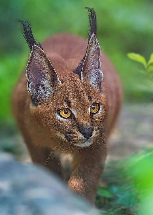 Caracal - Caracal, Wild animals, , The photo