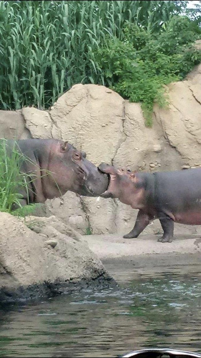 Kus! - hippopotamus, Animals, Zoo