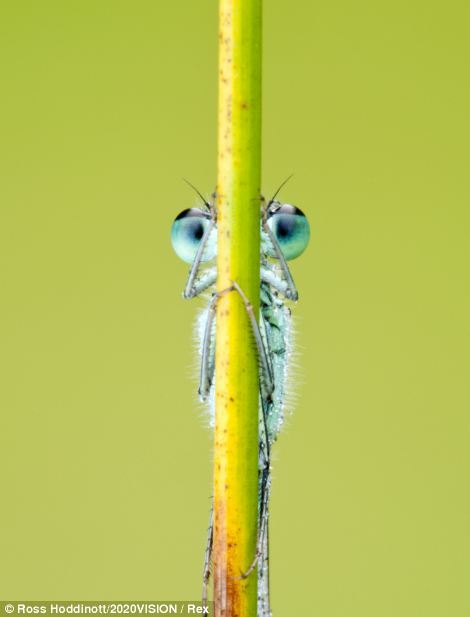 Dragonfly hide and seek - Dragonfly, Insects, Macro, Hide and seek, Living world, The photo, Longpost, Macro photography