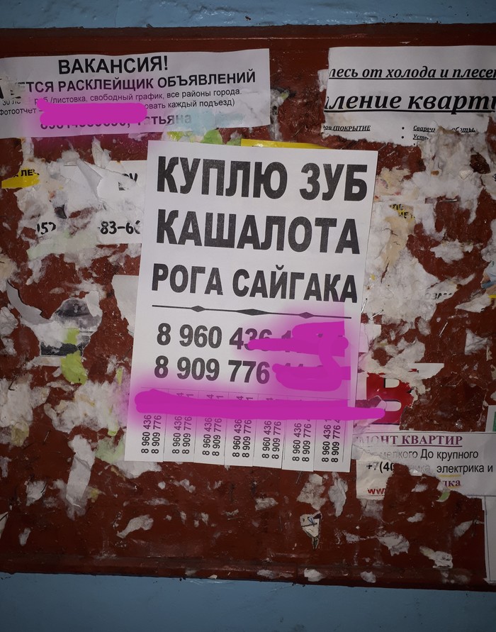 Объявление в одном из подъездов Калининграда