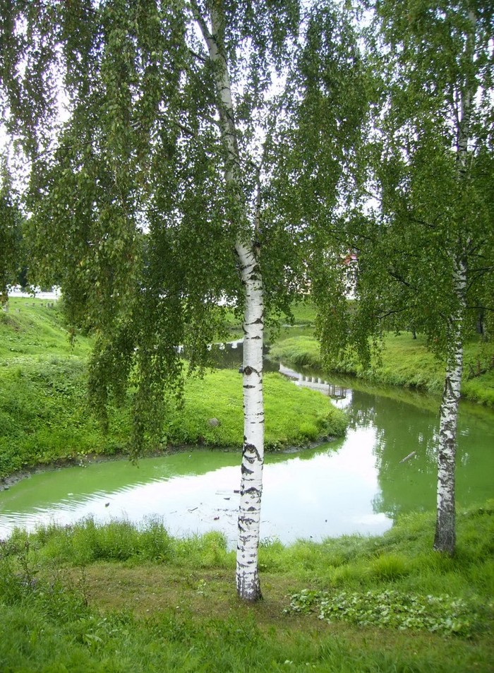 Быстрорастущие деревья для Сибири Ботаника, Дерево, Саженцы, Посадка, Длиннопост