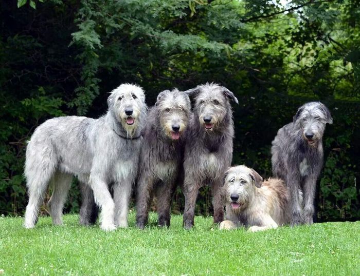 Ирландский волкодав фото собаки, шотландский дог