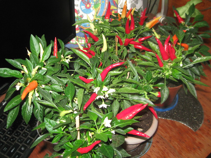 If there is no garden, but you want to grow something. - My, Hot peppers, Vegetable garden on the windowsill, Longpost