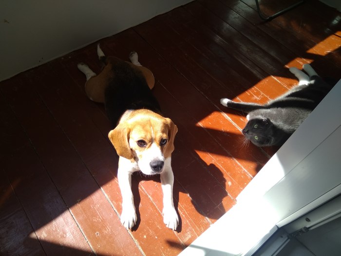 When the animals conceived evil - My, cat, Dog, Beagle, Evil