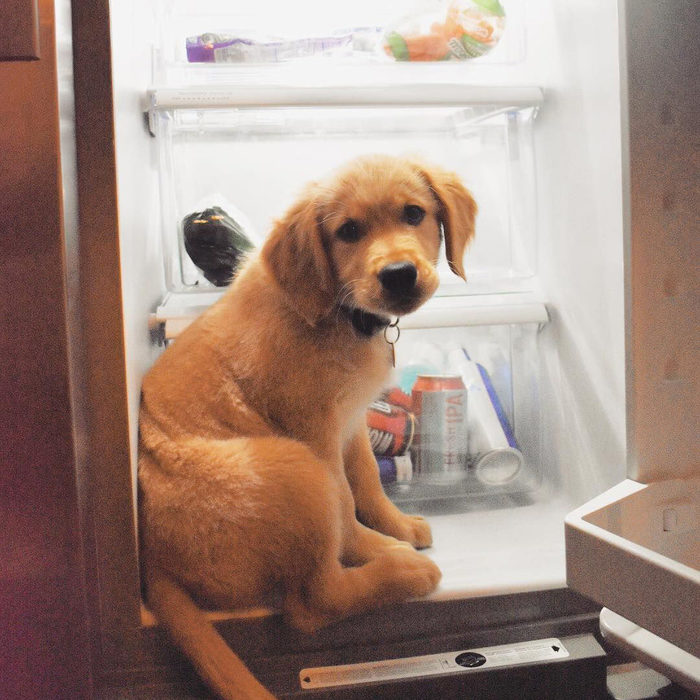 Well, what do we have here? - Refrigerator, Puppies, Dog