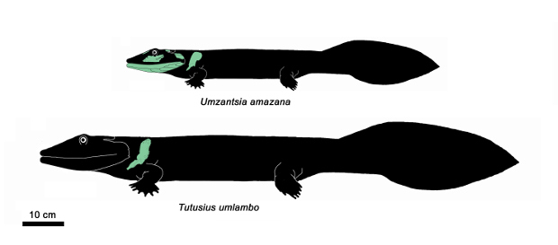 Paleontologist discovers the remains of the oldest African tetrapods that lived beyond the Arctic Circle - My, Paleontology, The science, Biology, Animals, Longpost, Paleonews