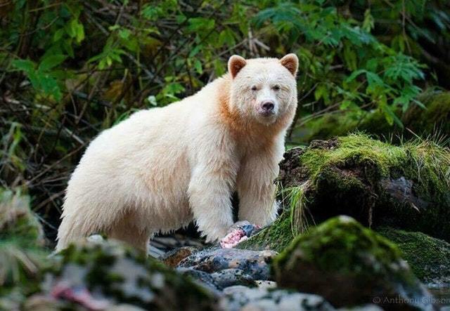 The Kermode bear is a white subspecies of the black bear. - Bear, Baribal, Kermod bear, The Bears, Black Bear