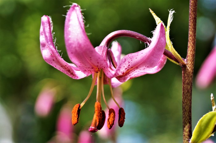 lily lanceolate - My, Flowers, Lily, The photo