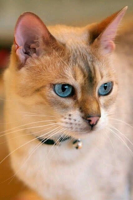 pensive beauty - cat, Blue Eyes