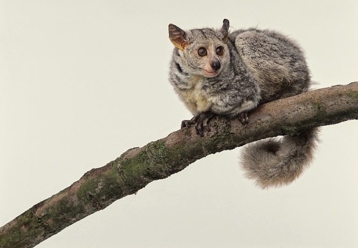 Necrolemur - лемур, похожий на долгопята - Интересное, Длиннопост, Лемур, Палеонтология, Познавательно