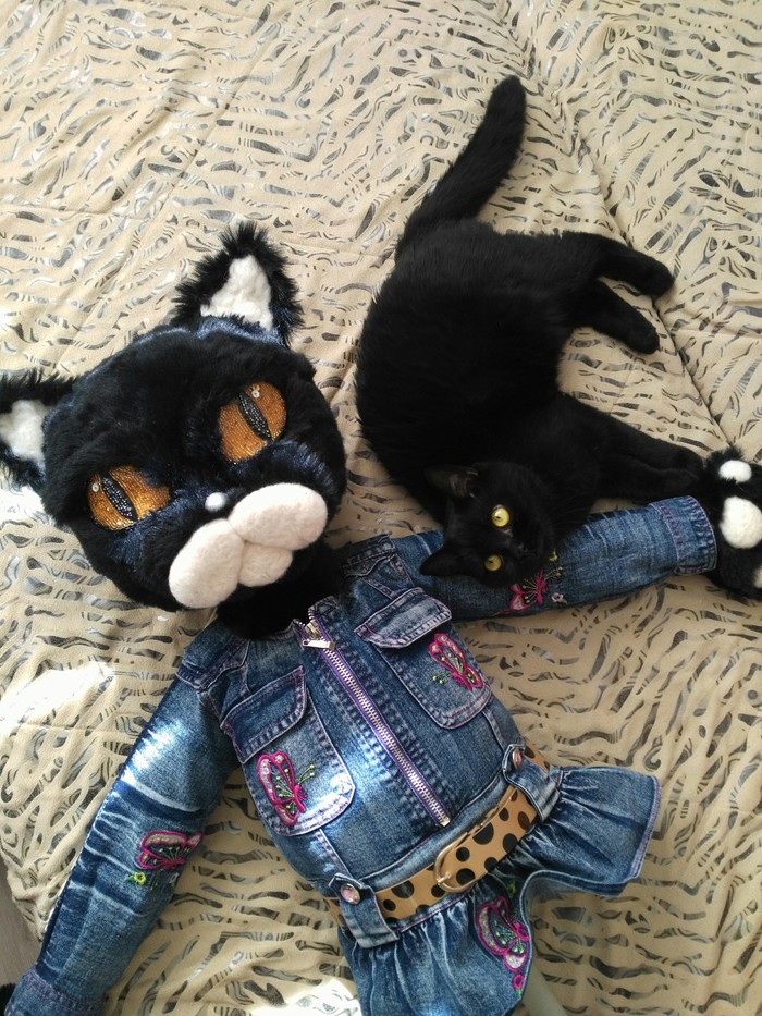 Doll - My, Similarity, Puppet show, cat