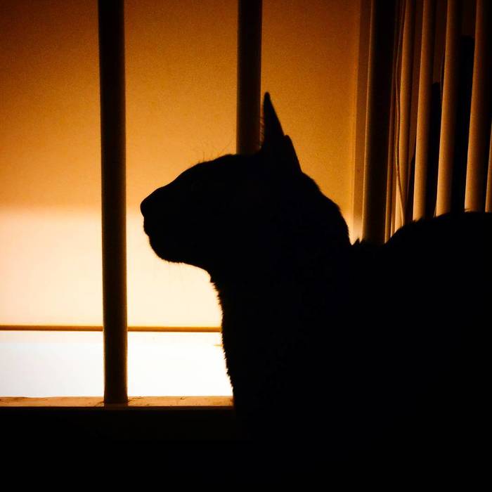 Muzzle-s - My, The photo, Beginning photographer, Oriental cats, Silhouette, Minimalism, Nose, cat