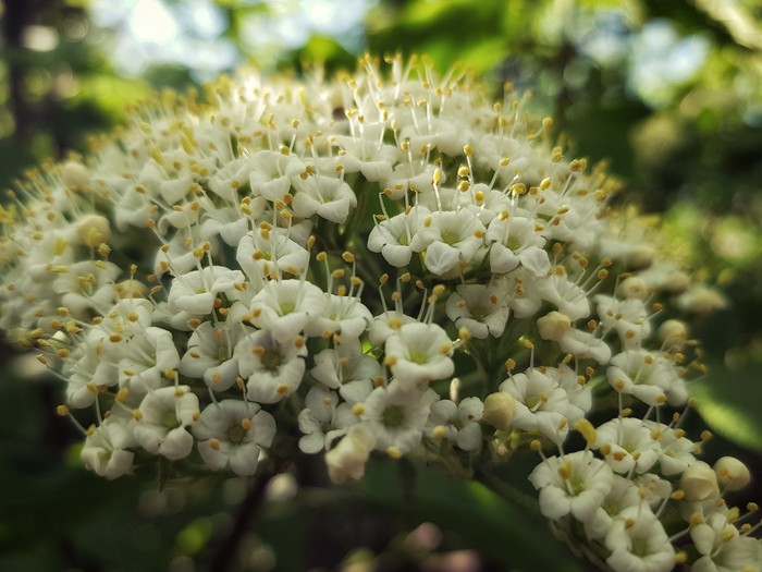 Калина гордовина