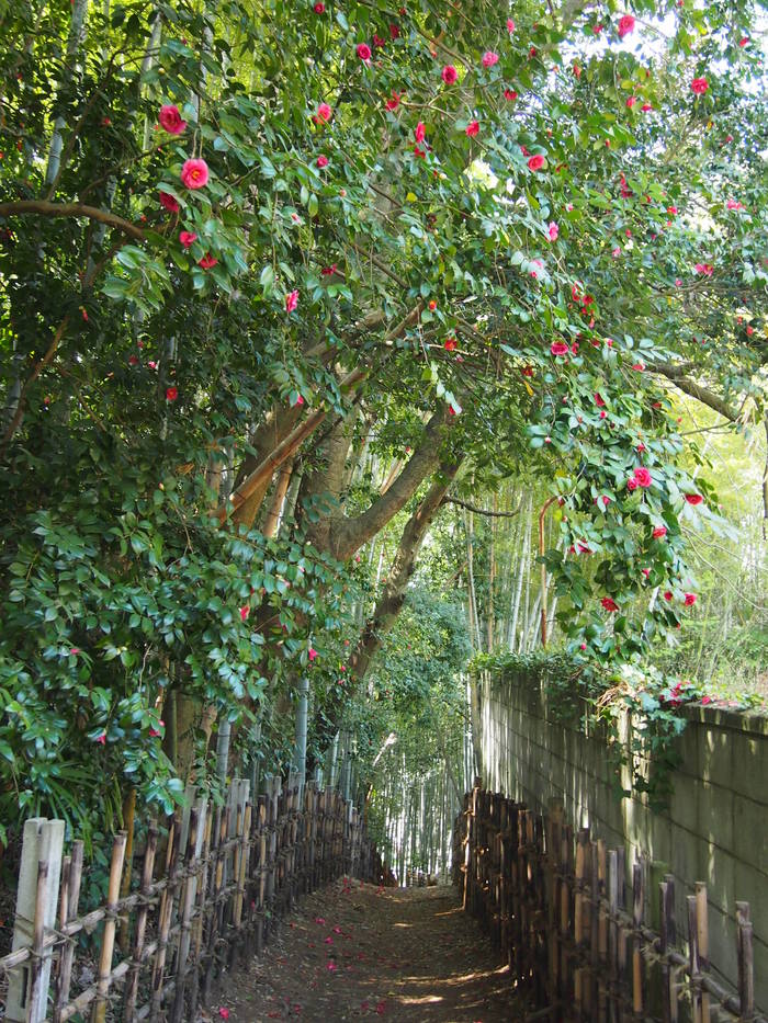 Сакура - город самураев Япония, Путешествия, Длиннопост