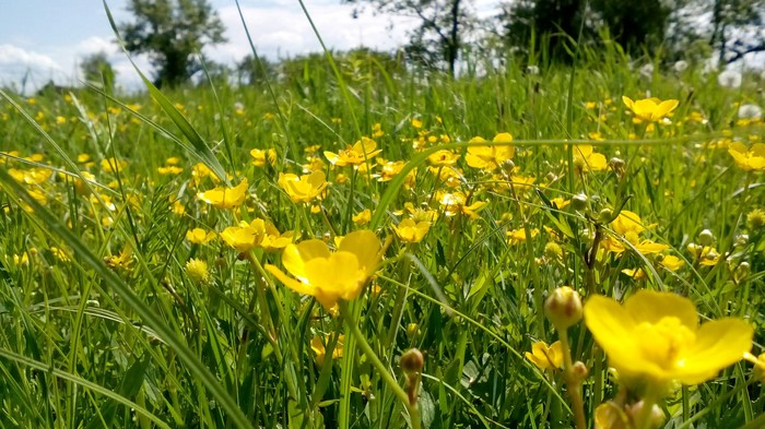 Summer 2018 - My, Summer, June, Omsk region, Longpost