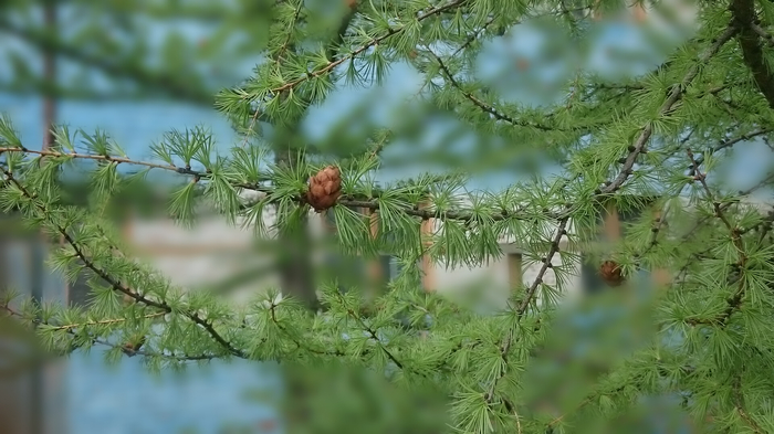 Just larch. - My, The photo, Nature, Larch, Tree