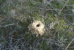 Childhood in the countryside - My, Village, Tarantula, Children, Spider