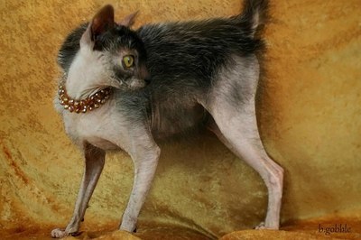 catpunk - cat, Punk rock, Lichen, Do not lichen, , Catomafia