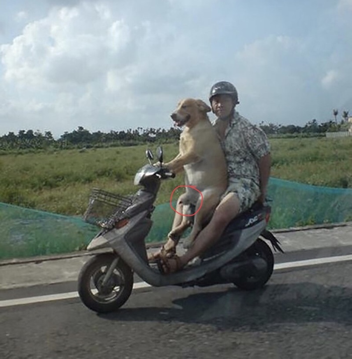 Judging by the details, the dog really likes to drive a moped - Dog, Erection, Moped, Speed, Pleasure, Driver