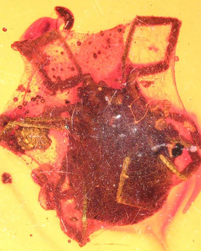 A tick found in an amber tomb that hit a web 99 million years ago - My, Paleontology, Mite, Paleonews, The science, Animals, Longpost