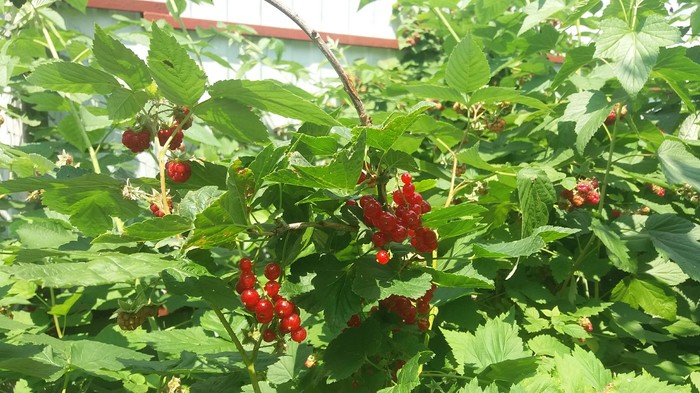 Life in retirement. - My, Harvest, Raspberries, Wine, Grape, Vodka, Apples, House, Longpost