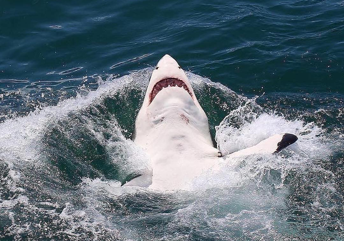 Караул, акула тонет