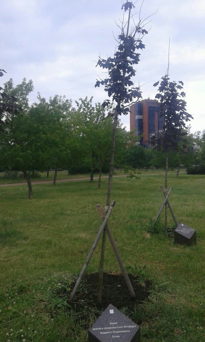 Leader tree. - Power, Longpost, The park, Leader, The photo, Monument, Tree