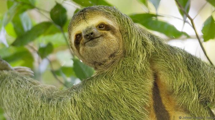 Each sloth is an entire ecosystem - Sloth, The science, Biology, Symbiosis, Copy-paste, Elementy ru, Longpost