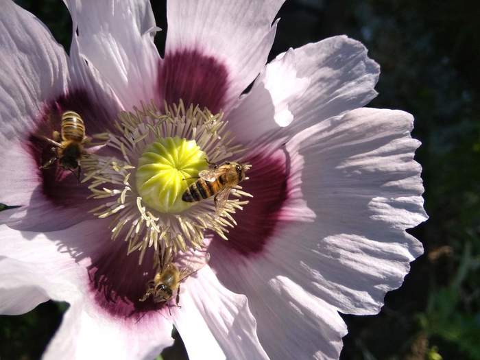 Poppy and bees or yes to honey, no to opium! - My, Pollination, The photo, Like