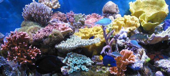 Are corals animals or plants? - Coral, Sea, Longpost