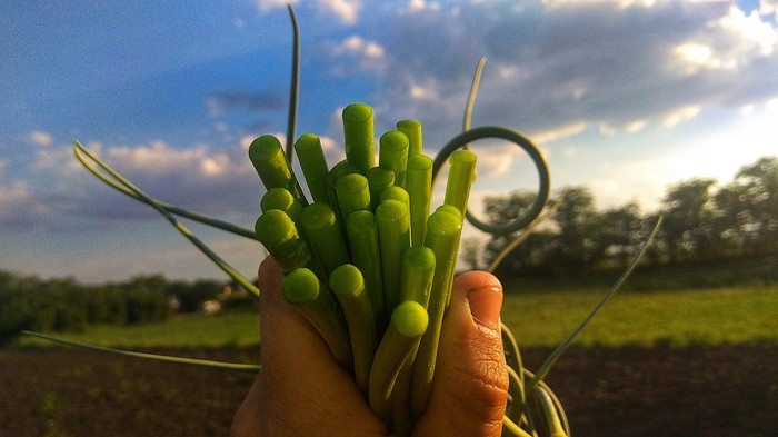 Here's a bunch of garlic. - My, Greenery, Garlic, The photo