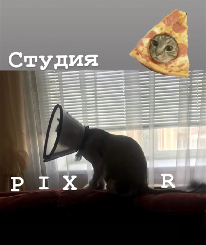 Pixar presents... - My, Nizhny Novgorod, cat, , Pixar, Veterinary collar