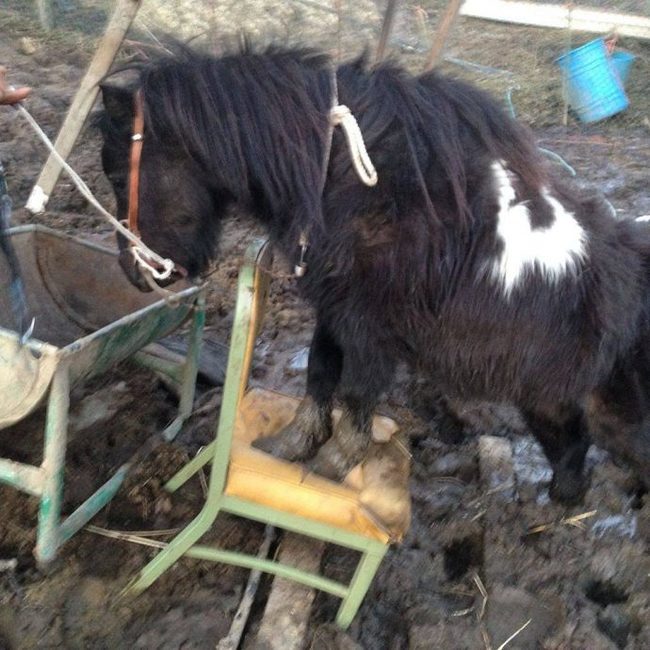 7 horses were found in a swamp, behind barbed wire ... But the main prisoner was locked in a trailer - Horses, Pony, The rescue, Cruelty, Longpost, Negative