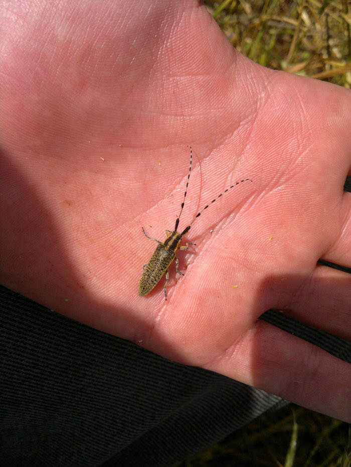 Sunflower longhorn - My, , Жуки, Video