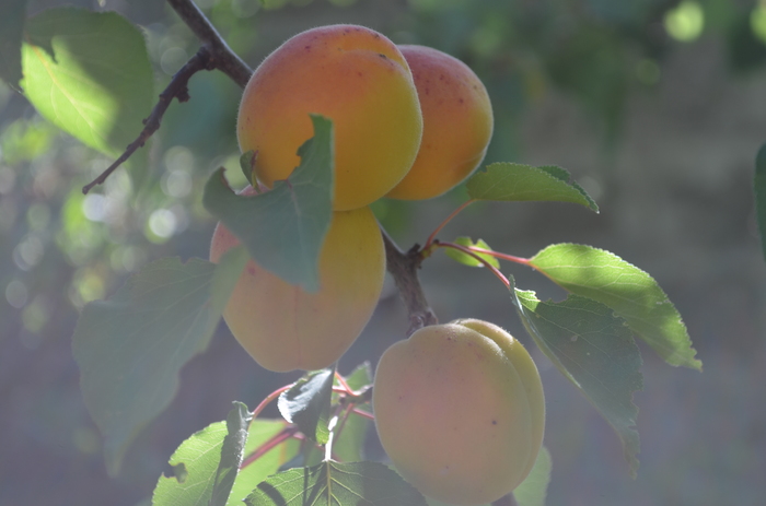 Country harvest. - My, Apricot, Cherries, cherry, Gooseberry, The photo, Dacha, Longpost