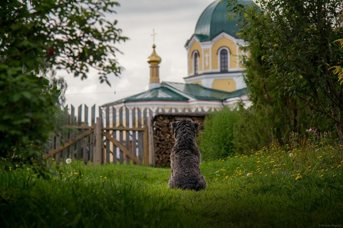 True friend - My, Perm Territory, Russia, Nature, The national geographic, Dog, Village, Ural, Reportage