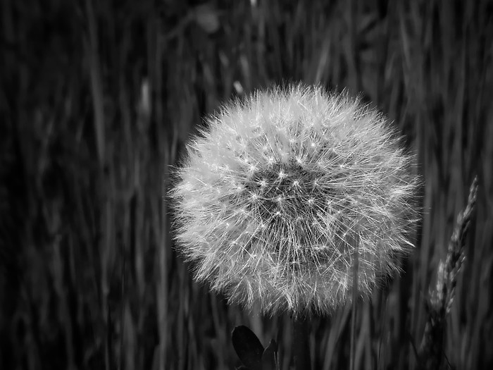 Minimalism - My, The photo, Minimalism, Black and white, Longpost, Dandelion, Ice, Antenna