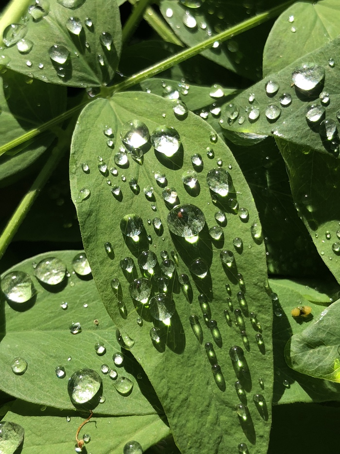 Greenery, sun and dew - My, Dew, Morning, Grass, The sun