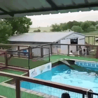 Impressively - Dog, Bounce, Swimming pool, Long jump, GIF